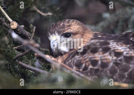 Wheaton, Illinois, États-Unis. Un faucon à queue de renne (Buteo jamaicensis) niché dans un arbre à Wheaton, Illinois. Banque D'Images