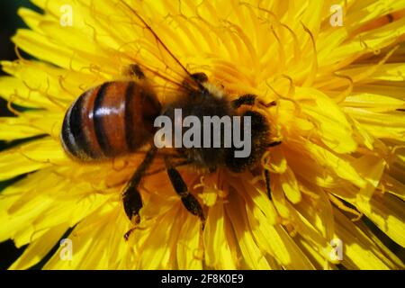 Une abeille sur Dandelion la pollinisant de l'image macro colorée. Banque D'Images