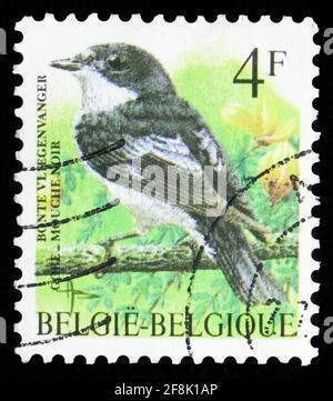 MOSCOU, RUSSIE - 7 OCTOBRE 2019 : le timbre-poste imprimé en Belgique montre le Pied Flycatcher (Ficedula hypoluca), série oiseaux de Buzin, vers 1996 Banque D'Images