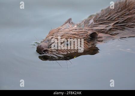 Un castor eurasien (fibre de Castor) nageant dans un étang Banque D'Images