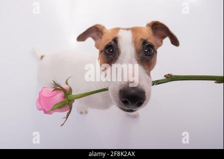 Vue de dessus d'un chien drôle avec une rose rose dans sa bouche sur un fond blanc. Grand angle. Banque D'Images