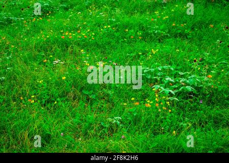 Résumé défocace fleurs de prairie avec arrière-groupe flou, belle matinée fraîche à haute altitude région alpine de l'himalaya près du lac de Prasar, Himacha Banque D'Images