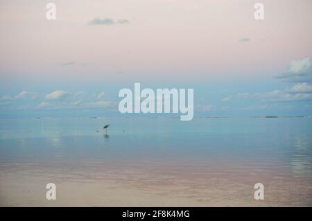 Pêche au héron gris au coucher du soleil sur une plage des maldives. Tons pastel Banque D'Images