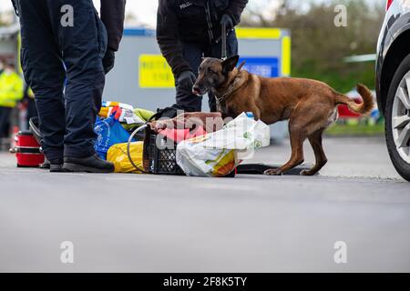 Bad Bentheim, Allemagne. 14 avril 2021. Abby, un berger belge de service de la police fédérale, cherche des bagages pour la drogue dans un parking sur l'AUTOROUTE A 30, peu après la frontière germano-néerlandaise. La police fédérale, ainsi que leurs collègues de la police de l'État de Basse-Saxe, effectuent un contrôle à grande échelle sur l'AUTOROUTE A 30 près de la frontière germano-néerlandaise. L'opération de contrôle à grande échelle est axée sur la lutte contre la criminalité transfrontalière. Credit: Guido Kirchner/dpa/Alay Live News Banque D'Images