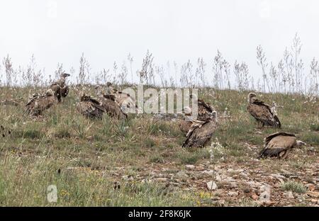 Griffon vautours, (Gyps fulvus), en Espagne, en Europe, en Europe Banque D'Images