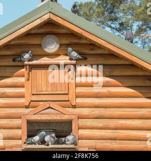 Les pigeons volants de pur-sang s'assoient sur un magnifique pigeonnier en bois. Banque D'Images