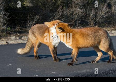 Deux renards rouges (Vulpes vulpes) marchant sur une piste cyclable, saluant l'un l'autre Banque D'Images