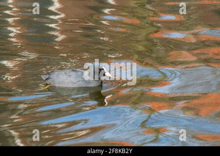 Coot commun (Fulica atra) nager dans un canal de ville avec des réflexions Banque D'Images