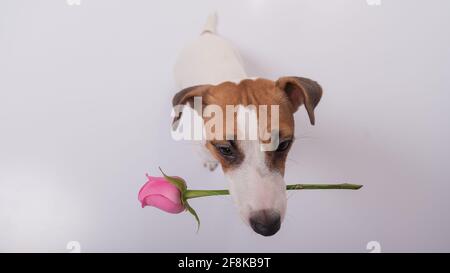 Vue de dessus d'un chien drôle avec une rose rose dans sa bouche sur un fond blanc. Grand angle. Banque D'Images