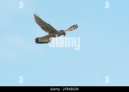 Kestrel commun (Falco tinnunculus) homme planant dans le ciel à la recherche de proies Banque D'Images