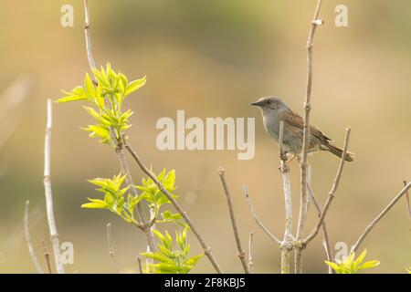 Dunnock (Prunella modularis) perchée au sommet d'un arbuste dans les dunes Banque D'Images