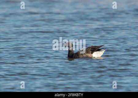 Bernache cravant à ventre foncé (Branta bernicla) nageant dans un lac Banque D'Images