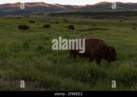 Un bison se grise dans la vallée de Lamar, dans le parc national de Yellowstone Banque D'Images