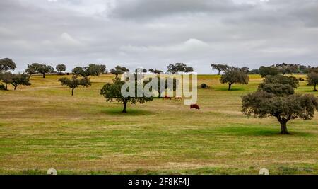 Les vaches se broutent dans un pâturage vert entre les chênes-lièges Andalousie Espagne Banque D'Images