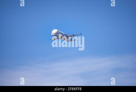 Airbus Beluga A300-600ST avion cargo hors-dimension en vol d'essai Janvier 14.01 sur canet en Roussillon France Banque D'Images