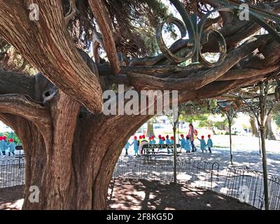 Lisbonne, Portugal - Mars 10 2017 - Parc Jardim do principe Real avec un genièvre géant de Prickly et des enfants d'âge préscolaire Banque D'Images