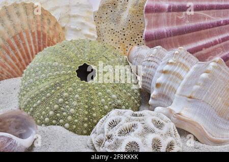 Coquillages colorés et squelette d'oursin sur plage de sable Banque D'Images