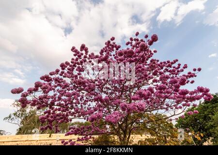 Rose Poui fleurs aka Tabebuia rosea fleurir sur un arbre dans la ville de Mysore dans Karnataka dans le sud de l'Inde. Banque D'Images