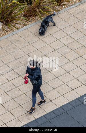 une jeune femme marchant un petit chien pressé s'est précipitée et a poussé pour le temps pour les soins d'animaux de compagnie de walkies. Banque D'Images