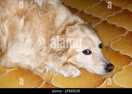 un chien de race cudly golden retriever regarde directement dans le appareil photo Banque D'Images