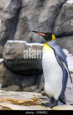 Les pingouins du roi, les Apetenodytes Patagonicus du sous-Artic au Zoo Banque D'Images