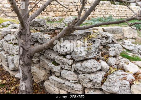 Tauric Chersonesos. Un amphithéâtre dans une ville ancienne, ou ce qui en reste. Vestiges d'une ville ancienne. Un vieux arbre pousse dans les ruines Banque D'Images