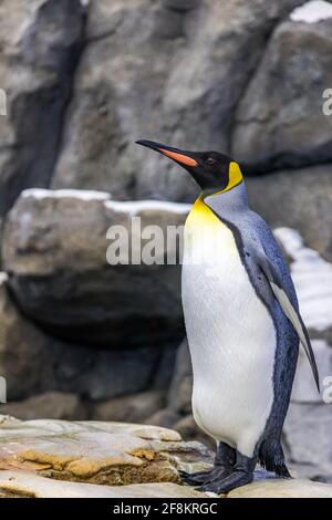 Les pingouins du roi, les Apetenodytes Patagonicus du sous-Artic au Zoo Banque D'Images
