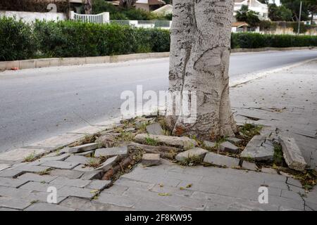 La chaussée négligée et non entretenue s'émiettant parce qu'un arbre a grandi à travers elle en Sicile, Italie. 2021 Banque D'Images