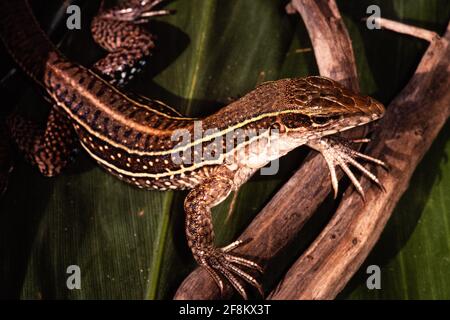 Un géant Ameiva, Ameiva ameiva, au Panama. Banque D'Images