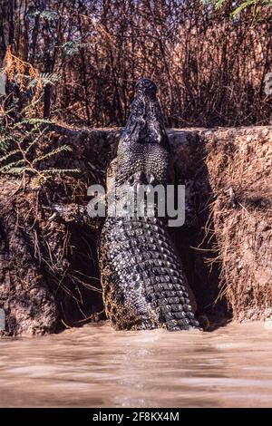 Un gros crocodile d'eau salée, Crocodylus porosus, monte sur la rive de la rivière Adelaide, territoire du Nord, Australie. Banque D'Images