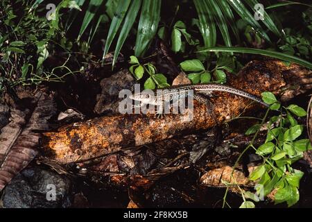 Un géant Ameiva, Ameiva ameiva, au Panama. Banque D'Images