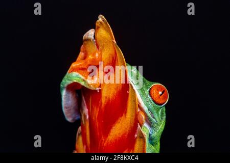 Une grenouille à yeux rouges, Agalychnis callidryas, sur une inflorescence de broméliade. Ces grenouilles sont principalement nocturnes, dormant pendant la journée. Banque D'Images