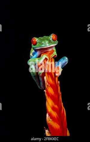 Une grenouille à yeux rouges, Agalychnis callidryas, sur une inflorescence de broméliade. Ces grenouilles sont principalement nocturnes, dormant pendant la journée. Banque D'Images