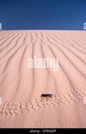 Un coléoptère de pinacate ou un coléoptère de dard, Eleodes obscurus, faisant des pistes dans les dunes du parc national de White Sands, Nouveau-Mexique. Banque D'Images