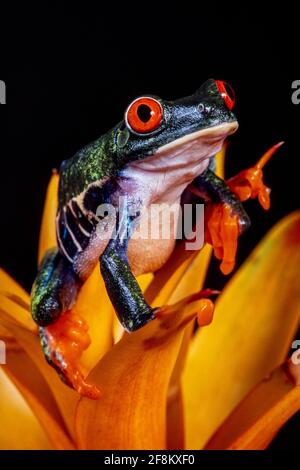 Une grenouille à yeux rouges, Agalychnis callidryas, sur une inflorescence de broméliade jaune. Ces grenouilles sont principalement nocturnes, dormant pendant la journée. Banque D'Images