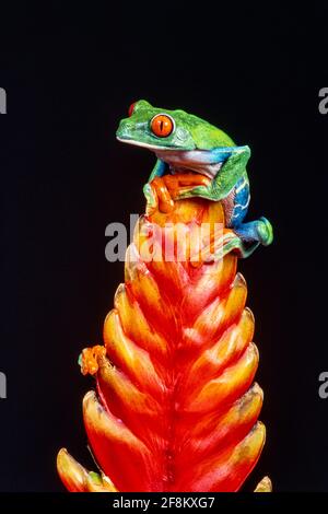 Une grenouille à yeux rouges, Agalychnis callidryas, sur une inflorescence de broméliade. Ces grenouilles sont principalement nocturnes, dormant pendant la journée. Banque D'Images