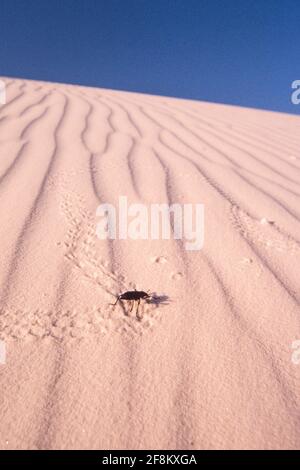 Un coléoptère de pinacate ou un coléoptère de dard, Eleodes obscurus, faisant des pistes dans les dunes du parc national de White Sands, Nouveau-Mexique. Banque D'Images