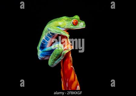 Une grenouille à yeux rouges, Agalychnis callidryas, sur une inflorescence de broméliade. Ces grenouilles sont principalement nocturnes, dormant pendant la journée. Banque D'Images