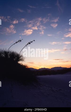 Coucher de soleil sur les montagnes de San Andres et le parc national de White Sands, Nouveau-Mexique. Les tiges de fleurs du yucca de soaptree ont des gousses de graines séchées. Banque D'Images
