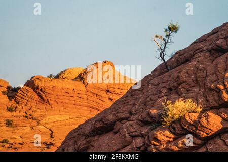 Un petit arbre pousse d'une fissure dans le grès Navajo dans les buttes de Coyote Nord, dans la région sauvage des falaises de Paria Canyon-Vermilion, dans la région nationale des falaises de Vermilion Banque D'Images