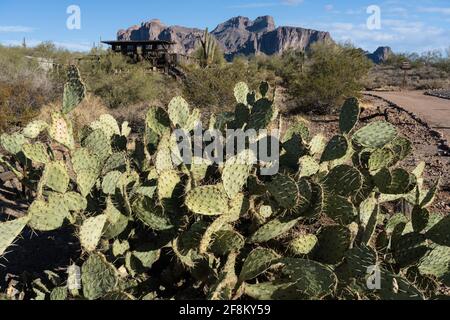 Le Pear de Prickly d'Engelmann, Opuntia engelmannii, avec une ancienne usine de timbres miniers et Superstition Mountain derrière lui. Banque D'Images