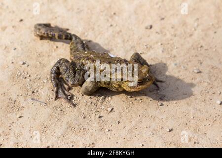 Crapaud (Bufo bufo) rampant à travers la route forestière, Szalamandra-to, Tacsi-arok, Sopron, Hongrie Banque D'Images