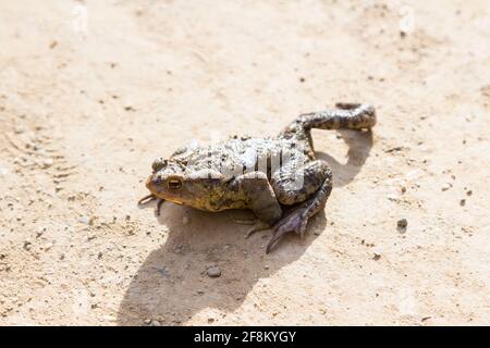 Crapaud (Bufo bufo) rampant à travers la route forestière, Szalamandra-to, Tacsi-arok, Sopron, Hongrie Banque D'Images