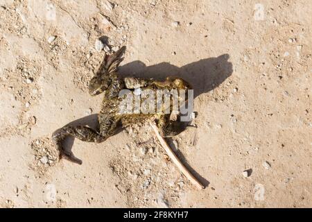 Crapaud (Bufo bufo) rampant à travers la route forestière, Szalamandra-to, Tacsi-arok, Sopron, Hongrie Banque D'Images