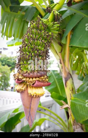Bananes à plusieurs botte suspendues sur le tronc des arbres Banque D'Images