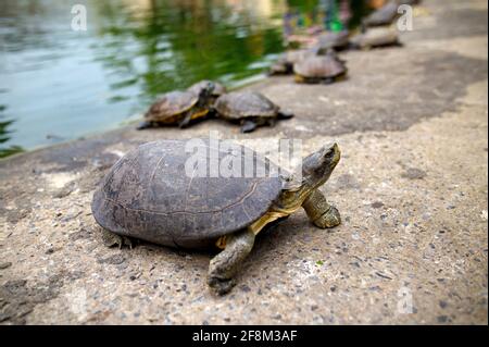 Tortues au bord du lac Banque D'Images