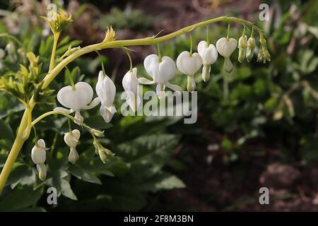 Lamprocapnos spectabilis ‘Alba’ Dicentra spectabilis Alba – fleurs blanches en forme de coeur avec feuillage ferny, avril, Angleterre, Royaume-Uni Banque D'Images