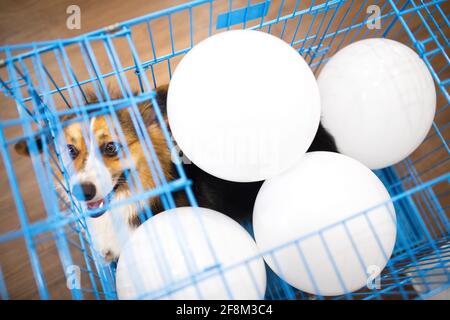 Chien Tricolore Corgi âgé de 1 an dans une cage bleue avec ballons blancs à l'intérieur Banque D'Images