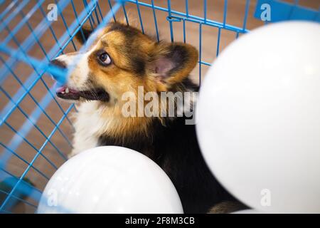 Chien Tricolore Corgi âgé de 1 an dans une cage bleue avec ballons blancs à l'intérieur Banque D'Images