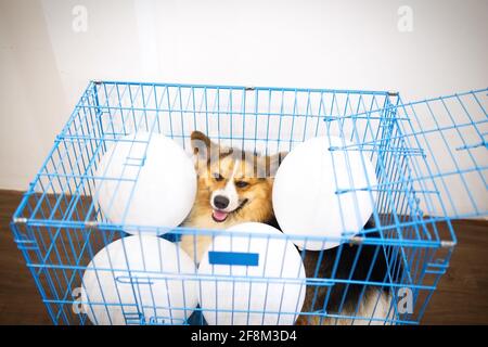 Chien Tricolore Corgi âgé de 1 an dans une cage bleue avec ballons blancs à l'intérieur Banque D'Images